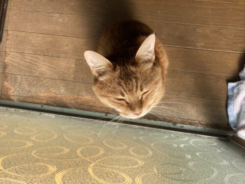 日向ぼっこする茶トラ猫