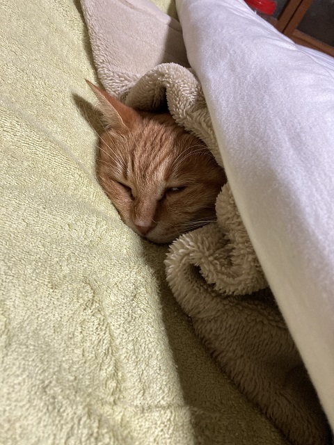 甘えて布団で寝る保護した茶トラ猫